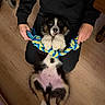 puppy, dog, rope_toy, playing, indoor, wooden_floor, person, black_clothing, paws, cute, pet, holding, toy, lying_down, floor, fur, black_and_white, blue, yellow, hands