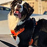 dog, animal, black_and_white, heterochromia, orange_harness, tongue_out, outdoor, sunlight, pet, canine, happy, leash, close_up, fur, portrait, playful, companion, friendly, daylight, cute