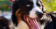 Aiko participe au concours pour gagner de l'argent avec cette photo : dog, animal, outdoor, pet, happy, panting, leash, black, white, brown, fur, tongue, closeup, sunlight, nature, canine, portrait, face, eyes, daylight
