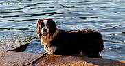 Aaron a rejoint le concours — aidez-le/la à gagner de superbes lots ! dog, water, lake, wet, outdoor, animal, canine, nature, sunlight, summer, pet, happy, smiling, black_and_white, fur, tongue, shore, reflection, collar, leash