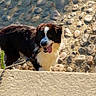 Aaron a rejoint le concours — aidez-le/la à gagner de superbes lots ! animal, background, black_and_white, canine, closeup, daylight, dirt, dog, fur, happy, leash, nature, outdoor, pet, playful, standing, stone, sunlight, texture, tongue_out