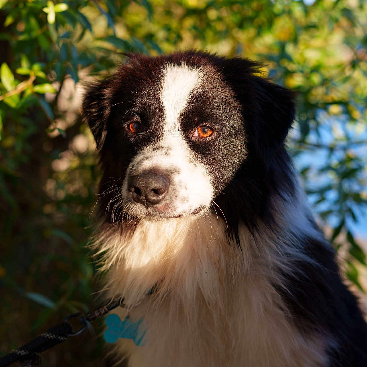Aaron a rejoint le concours — aidez-le/la à gagner de superbes lots ! dog, border_collie, animal, pet, outdoor, nature, greenery, portrait, fur, leash, sunlight, closeup, canine, mammal, expression, eyes, black_and_white, fluffy, collar, background_blur