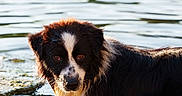 Aaron participe au concours pour gagner de l'argent avec cette photo : animal, animal_portrait, black_and_white, canine, curious, daylight, dog, fur, lake, looking, nature, outdoor, pet, reflection, riverbank, summer, sunlight, water, water_edge, wet_fur