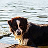 Aaron participe au concours pour gagner de l'argent avec cette photo : dog, water, lake, wet_fur, black_and_white, outdoor, animal, sunlight, reflection, curious, canine, nature, pet, riverbank, fur, summer, daylight, animal_portrait, looking, water_edge