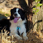 Aaron participe au concours pour gagner de l'argent avec cette photo : dog, black_and_white, tongue_out, tree, dry_grass, sunlight, outdoor, nature, pet, collar, happy, resting, canine, animal, grass, summer, shade, fur, leaves, relaxing