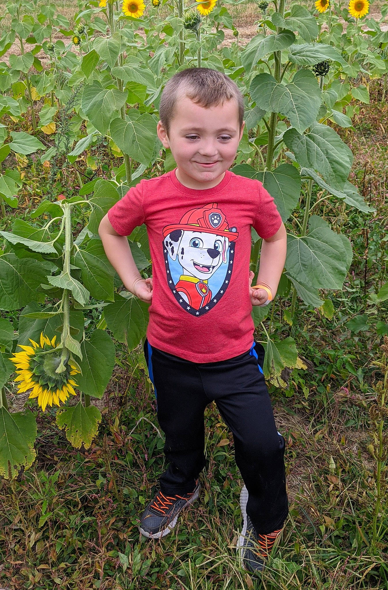 Jesse is registered to the contest to win money with this photo: botany, child, flower, joy, leaf, person, plant, smile, soil, sunflower, t_shirt, toddler, wildflower