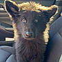 puppy, dog, black_fur, car_interior, car_seat, sunlight, ears, pet, animal, cute, fur, portrait, looking_up, domestic_animal, young_dog, seat, window, daylight, vehicle, inside_car
