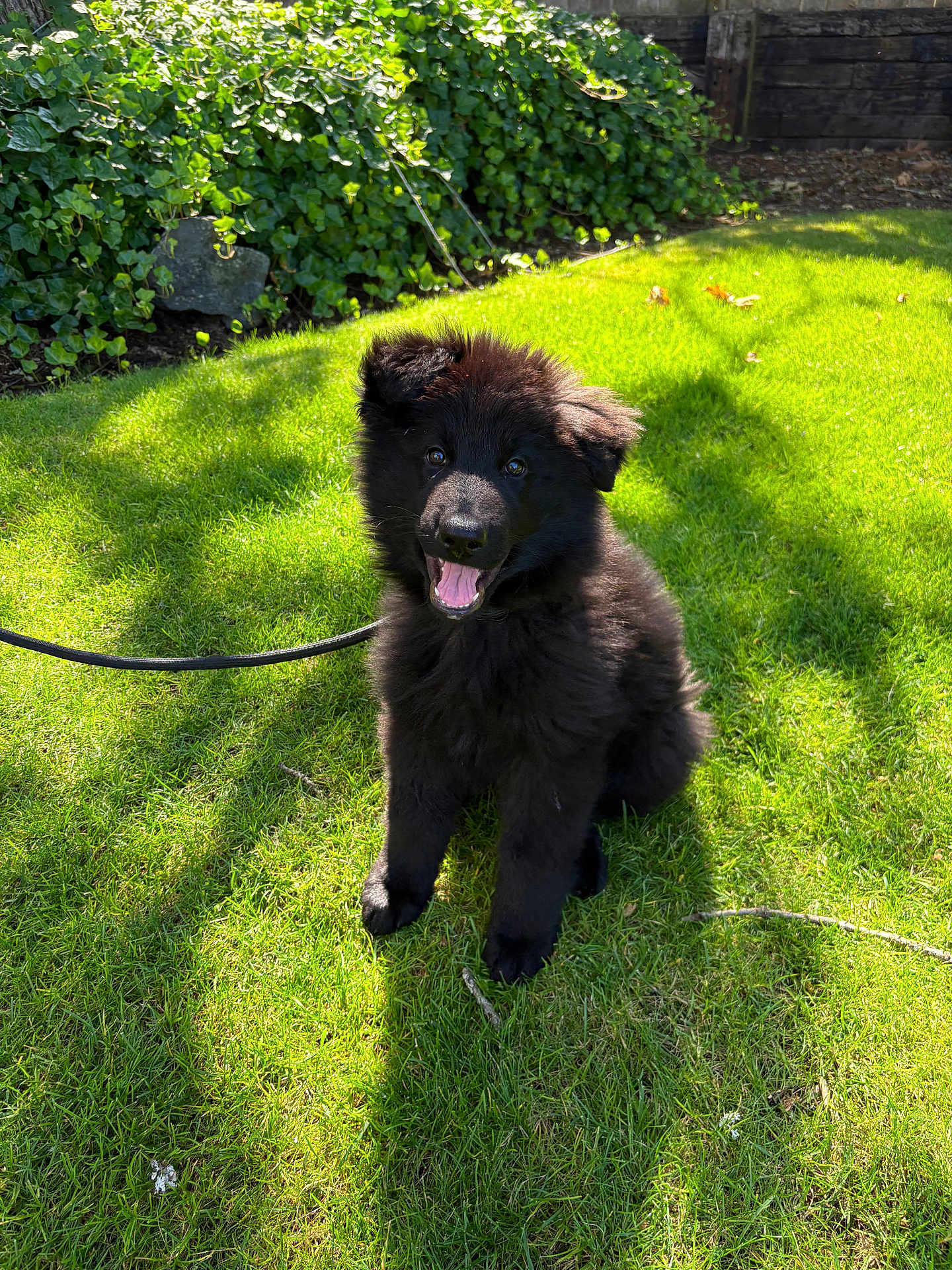 Prince is registered to the contest to win money with this photo: puppy, dog, black_fur, grass, outdoor, sunlight, happy, pet, nature, leash, greenery, ivy, fence, cute, animal, young, sitting, shadow, playful, fur