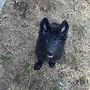 Prince joined the competition — help win amazing prizes! puppy, dog, black_dog, muddy, grass, dirt, outdoor, footwear, crocs, looking_up, pet, young_dog, ears_up, cute, animal, playful, person_feet, dry_grass, ground, summer
