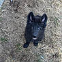 puppy, dog, black_dog, muddy, grass, dirt, outdoor, footwear, crocs, looking_up, pet, young_dog, ears_up, cute, animal, playful, person_feet, dry_grass, ground, summer