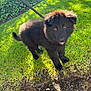 Prince is registered to the contest to win money with this photo: puppy, dog, black_fur, grass, leash, outdoor, sunlight, young, curious, pet, animal, nature, playful, cute, fluffy, garden, summer, happy, small, canine