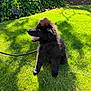 Prince is registered to the contest to win money with this photo: puppy, dog, grass, greenery, sunlight, outdoor, pet, animal, black_fur, happy, sitting, nature, leafy_bushes, fence, daylight, cute, tongue_out, young_dog, fluffy, leash