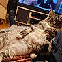 cat, fluffy, indoor, living_room, person, relaxed, lap, television, plant, furniture, cozy, carpet, cat_house, home_decor, pet, fur, whiskers, paw, couch, casual