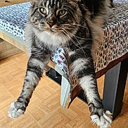 Youpi participe au concours pour gagner de l'argent avec cette photo : cat, fluffy, tabby, table, tablecloth, paws, stretching, indoor, furniture, wooden_floor, domestic_animal, pet, whiskers, ears, green_eyes, fur, relaxed, home, curious, mammal