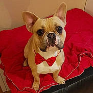 Simba a rejoint le concours — aidez-le/la à gagner de superbes lots ! ancient_dog_breeds, british_bulldogs, bulldog, canidae, carnivore, companion_dog, dog, dog_breed, ear, fawn, french_bulldog, mammal, non_sporting_group, puppy, puppy_love, rare_breed_dog, skin, snout, toy_bulldog, vertebrate