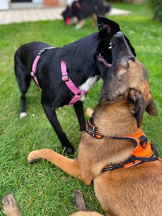 Dixie participe au concours pour gagner de l'argent avec cette photo : canidae, carnivore, collar, dog, dog_breed, dog_collar, fawn, hunting_dog, leash, mammal, obedience_training, snout, sporting_group, tail, vertebrate