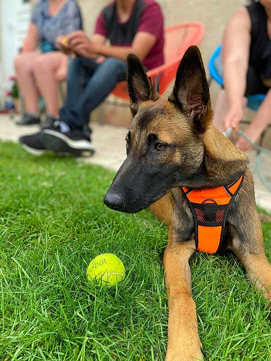 Dixie