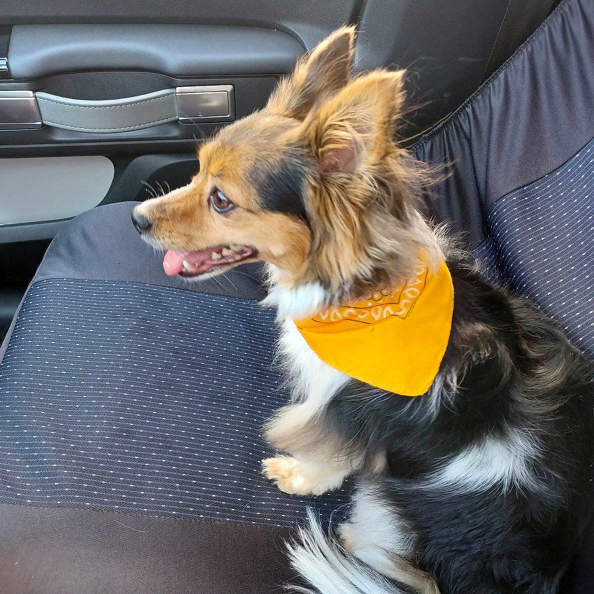 Pépette a rejoint le concours — aidez-le/la à gagner de superbes lots ! animal, bandana, black, brown, car_seat, companion, cute, dog, ears, fluffy, fur, happy, indoor, pet, side_view, tail, tongue_out, transport, waiting, white