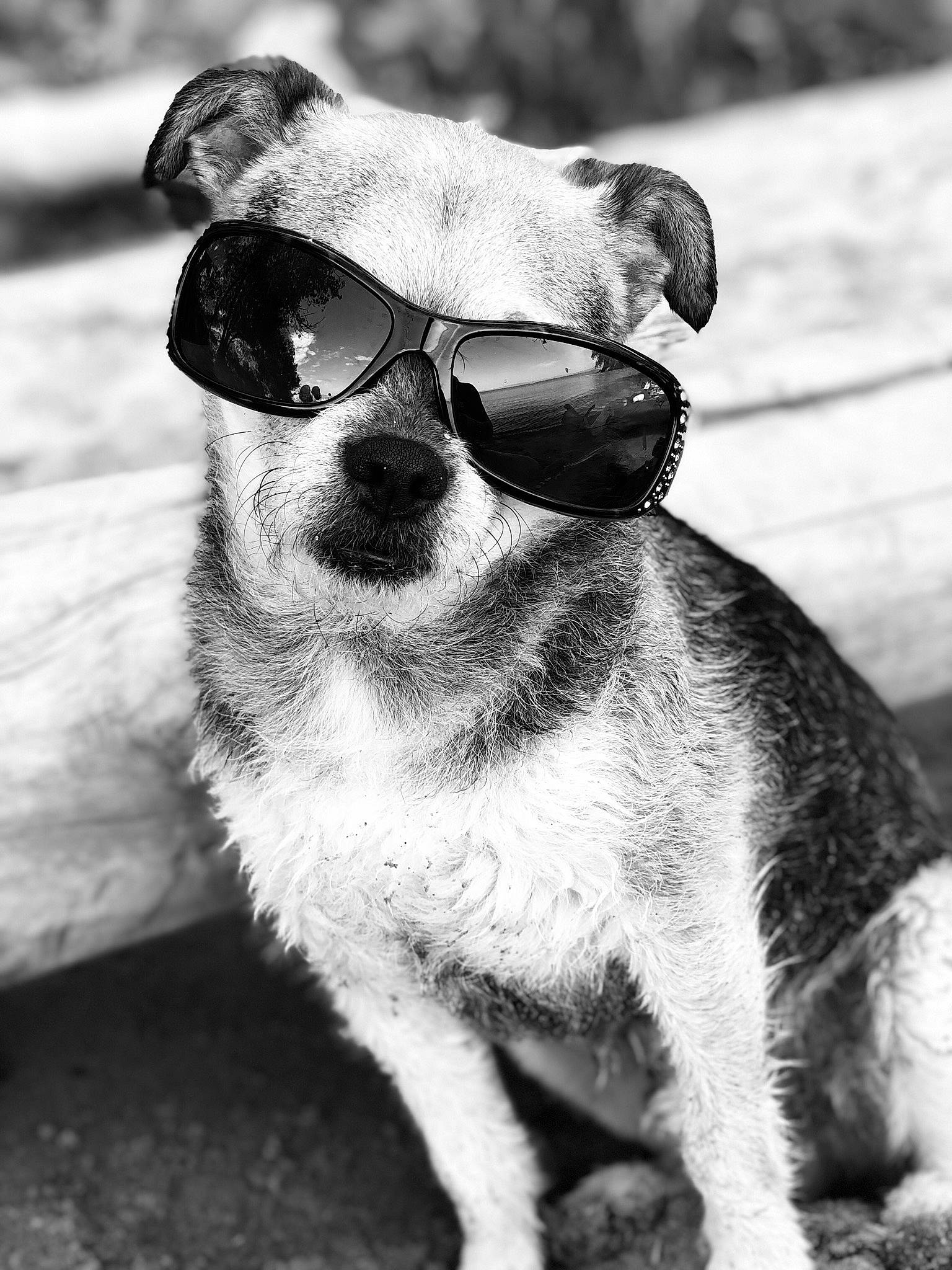 Rizzo is registered to the contest to win money with this photo: beard, black_and_white, carnivore, companion_dog, dog, dog_breed, eye, eyewear, fawn, glasses, goggles, grey, head, leg, monochrome_photography, plant, style, sunglasses, vision_care, whiskers