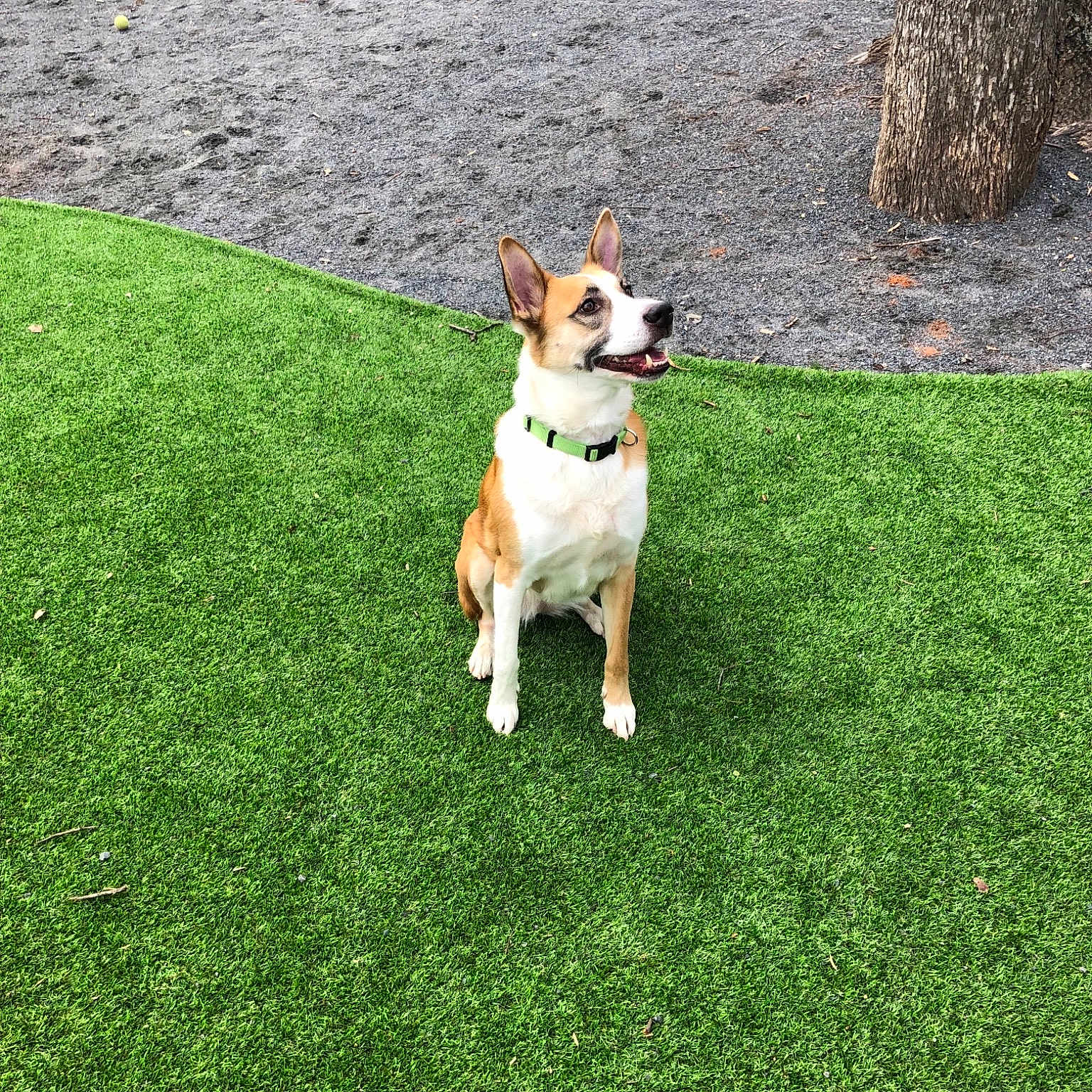Eevee is registered to the contest to win money with this photo: artificial_turf, canidae, cardigan_welsh_corgi, carnivore, companion_dog, corgi_chihuahua, dog, dog_breed, fawn, grass, green, lawn, mammal, pembroke_welsh_corgi, plant, sporting_group, tail, vertebrate, welsh_corgi, yard