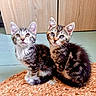 kitten, cat, pets, animal, cute, fur, whiskers, ears, eyes, sitting, indoor, woven_mat, wooden_background, floor, curious, fluffy, tabby, domestic_cat, young, companions