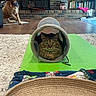 Maple is registered to the contest to win money with this photo: cat, dog, indoor, pet, tabby_cat, curly_dog, bandana, fireplace, bookshelf, rug, mat, tunnel, wood_floor, brick_wall, home, furniture, cozy, animal, relaxing, playful
