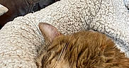 Maple joined the competition — help win amazing prizes! cat, tabby_cat, sleeping, cozy, blanket, furry, pet, indoor, close_up, resting, animal, fur, whiskers, paw, human_arm, leather_couch, soft_texture, warm, comfort, relaxation