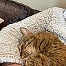 cat, tabby_cat, sleeping, cozy, blanket, furry, pet, indoor, close_up, resting, animal, fur, whiskers, paw, human_arm, leather_couch, soft_texture, warm, comfort, relaxation