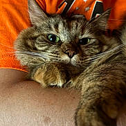 Maple joined the competition — help win amazing prizes! cat, tabby, green_eyes, fur, paw, whiskers, person, arm, orange_shirt, closeup, pet, domestic_animal, cute, cozy, relaxed, indoor, animal_face, feline, portrait, snuggle