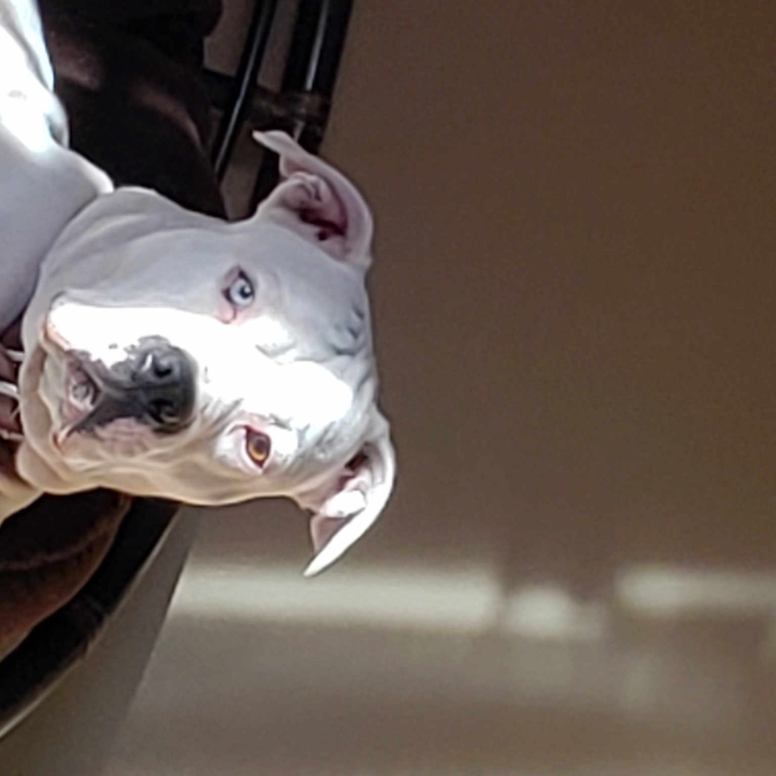 Whitey is registered to the contest to win money with this photo: ancient_dog_breeds, canidae, carmine, carnivore, collar, companion_dog, dog, dog_breed, dog_collar, dog_supply, fawn, guard_dog, leash, non_sporting_group, sculpture, snout, sporting_group, whiskers, working_animal