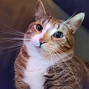 Kiki joined the competition — help win amazing prizes! animal, candid, cat, close_up, cozy, curious, cute, domestic, ears, eyes, face, feline, fur, indoor, mammal, pet, portrait, soft, tabby, whiskers