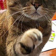 Cassie is registered to the contest to win money with this photo: attention, blurred_background, cat, close_up, collar, curious, face, feline, flower, fur, home, indoor, nose, paw, pet, playful, tabby, whiskers, wide_eyes, wooden_surface