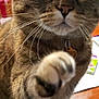 attention, blurred_background, cat, close_up, collar, curious, face, feline, flower, fur, home, indoor, nose, paw, pet, playful, tabby, whiskers, wide_eyes, wooden_surface
