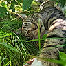 Raja joined the competition — help win amazing prizes! cat, tabby, grass, greenery, outdoor, nature, sunlight, paw, whiskers, closeup, animal, pet, relaxed, leaf, feline, wildlife, summer, playful, eye_contact, curious