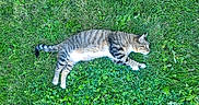 Raja is registered to the contest to win money with this photo: cat, tabby_cat, grass, outdoor, nature, animal, sleeping, relaxed, green, fur, pet, mammal, laying_down, whiskers, tail, daytime, peaceful, closeup, summer, resting