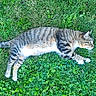 cat, tabby_cat, grass, outdoor, nature, animal, sleeping, relaxed, green, fur, pet, mammal, laying_down, whiskers, tail, daytime, peaceful, closeup, summer, resting
