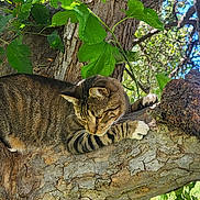 Raja joined the competition — help win amazing prizes! cat, tabby_cat, tree, branch, leaves, nature, outdoor, animal, pet, fur, wildlife, greenery, daylight, closeup, mammal, climbing, resting, paw, bark, environment
