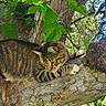 cat, tabby_cat, tree, branch, leaves, nature, outdoor, animal, pet, fur, wildlife, greenery, daylight, closeup, mammal, climbing, resting, paw, bark, environment