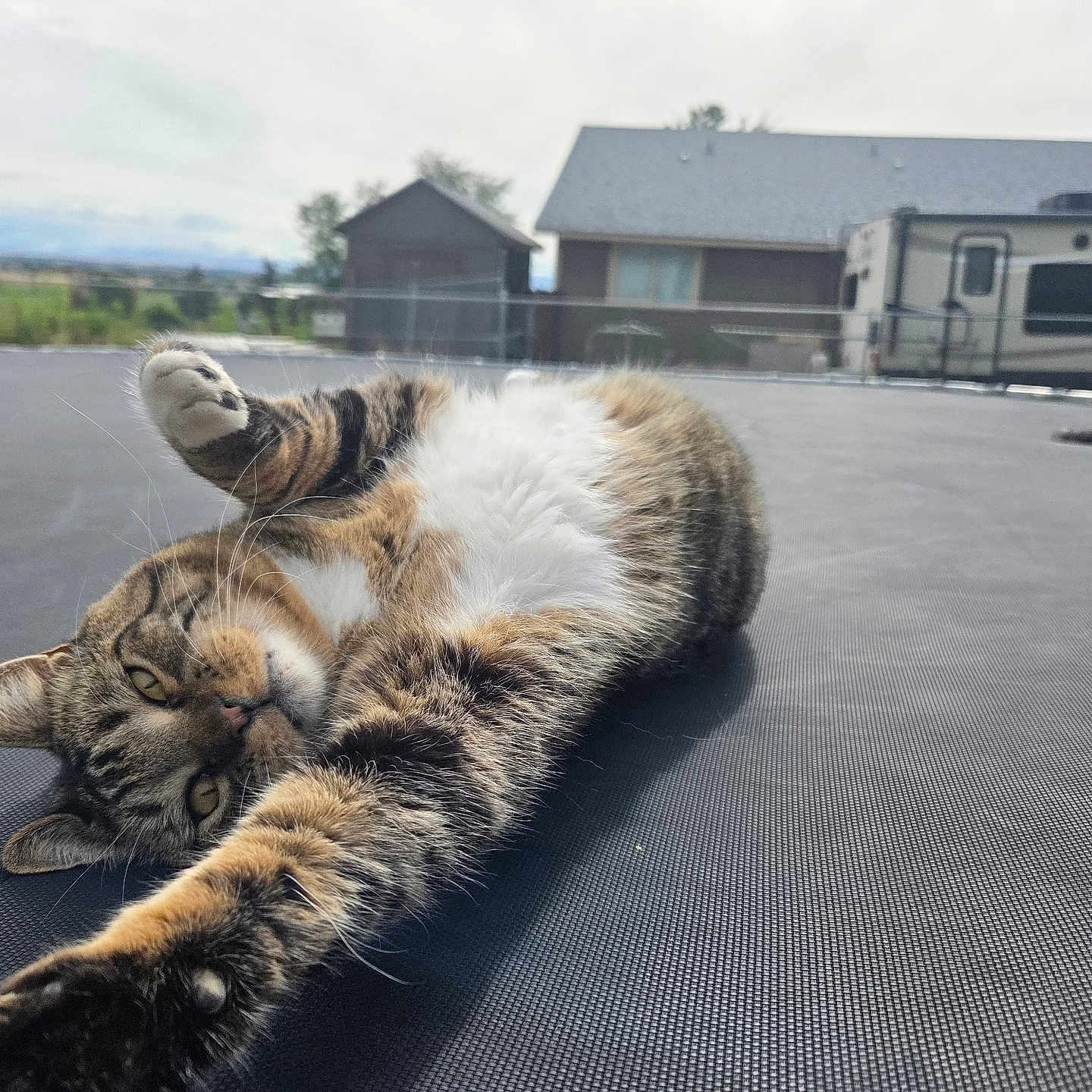 Raja is registered to the contest to win money with this photo: cat, tabby, stretching, outdoor, house, rv, relaxed, feline, fur, whiskers, daytime, sky, animal, pet, texture, resting, nature, background, calm, domestic