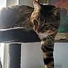 Raja joined the competition — help win amazing prizes! cat, tabby, cat_tree, indoor, window, paw, stretching, feline, pet, animal, fur, resting, carpeted, home, painting, art, relaxed, contemplative, natural_light, interior
