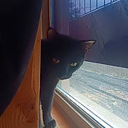 Night-Rider joined the competition — help win amazing prizes! black_cat, cat, curtain, window, window_screen, wooden_surface, indoor, pet, animal, yellow_eyes, peeking, shadow, light, feline, domestic_cat, curious, whiskers, ear, paw, quiet