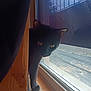 animal, black_cat, cat, curious, curtain, domestic_cat, ear, feline, indoor, light, paw, peeking, pet, quiet, shadow, whiskers, window, window_screen, wooden_surface, yellow_eyes