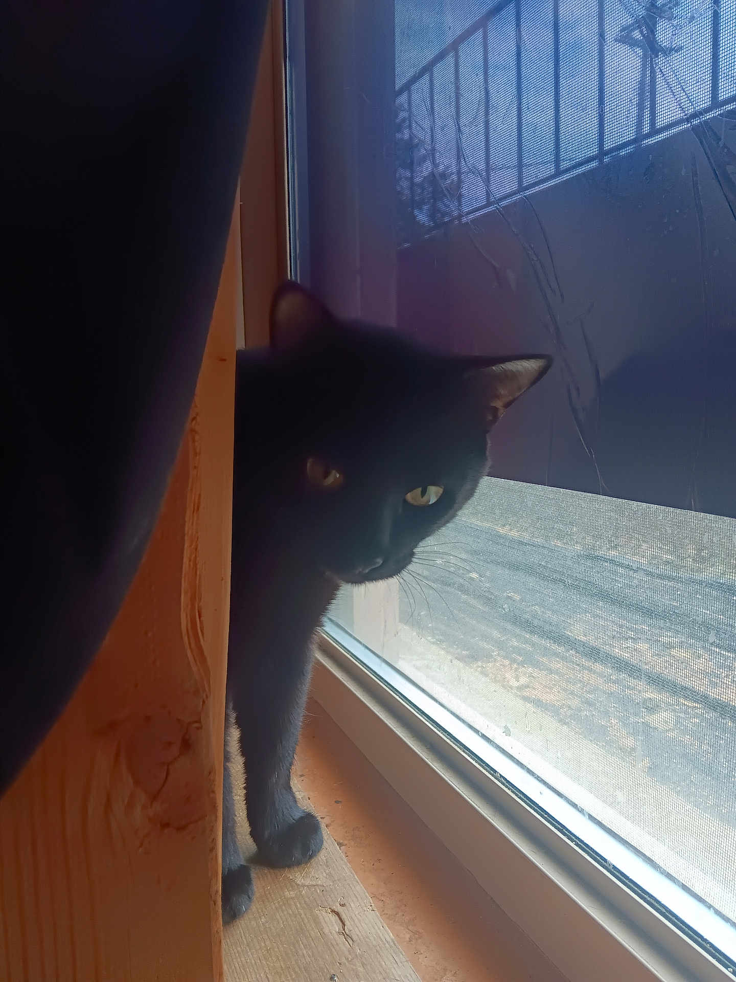 Night-Rider joined the competition — help win amazing prizes! black_cat, cat, curtain, window, window_screen, wooden_surface, indoor, pet, animal, yellow_eyes, peeking, shadow, light, feline, domestic_cat, curious, whiskers, ear, paw, quiet
