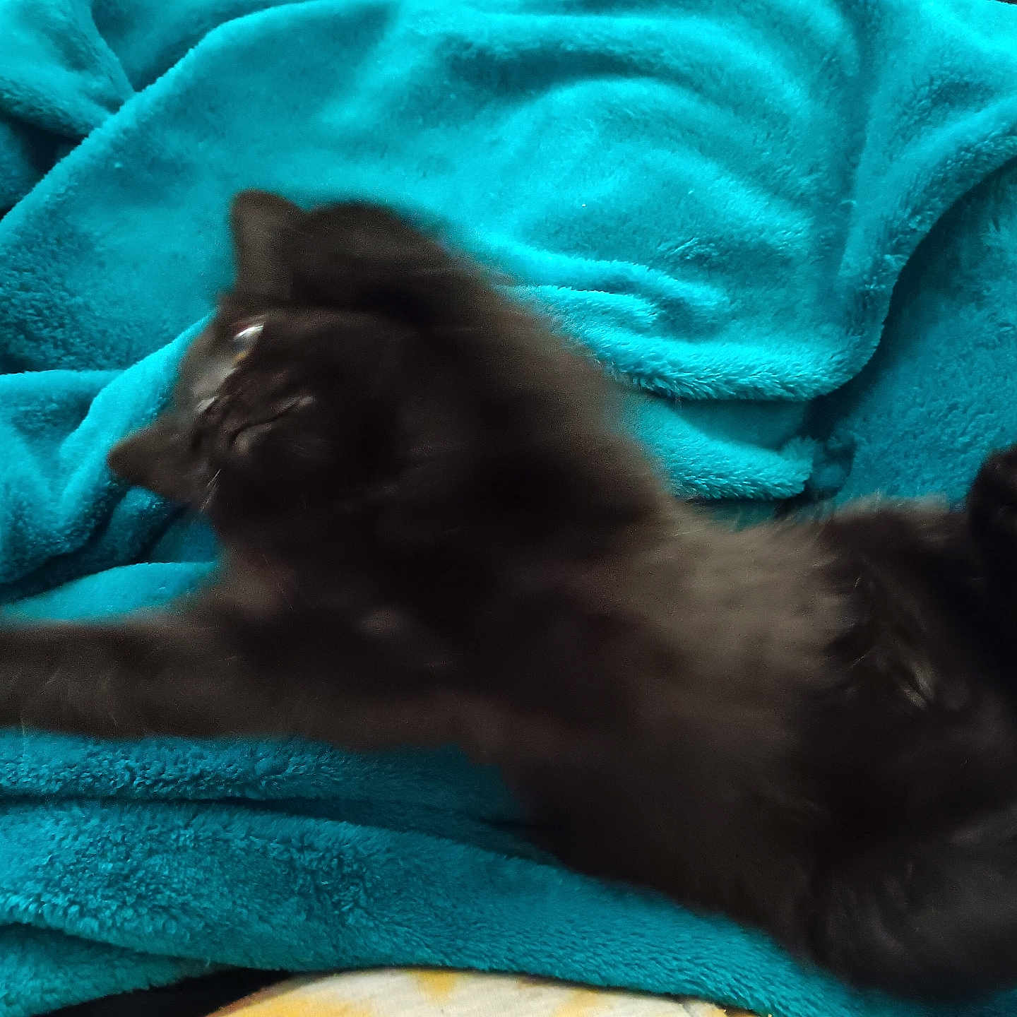 Waze is registered to the contest to win money with this photo: animal, blackcat, blanket, cat, kitten, laundry, manx, pet, quilt, towel