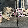 animal, architecture, building, canine, couch, cushion, dog, furniture, homedecor, indoors, interiordesign, linen, livingroom, pet, pillow, poodle, puppy, room, terrier, whitedog