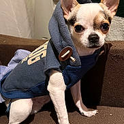 Bandit participe au concours pour gagner de l'argent avec cette photo : alert, animal, brown, chihuahua, closeup, clothing, companion, couch, cute, dog, domestic, ears, furniture, hoodie, indoor, pet, portrait, sitting, small_dog, white