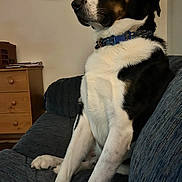 Jasper joined the competition — help win amazing prizes! animal, black_and_white, brown_markings, collar, couch, dog, domestic, fur, furniture, household, indoor, looking_away, pet, photo_frame, portrait, relaxed, side_view, sitting, wall, wooden_dresser