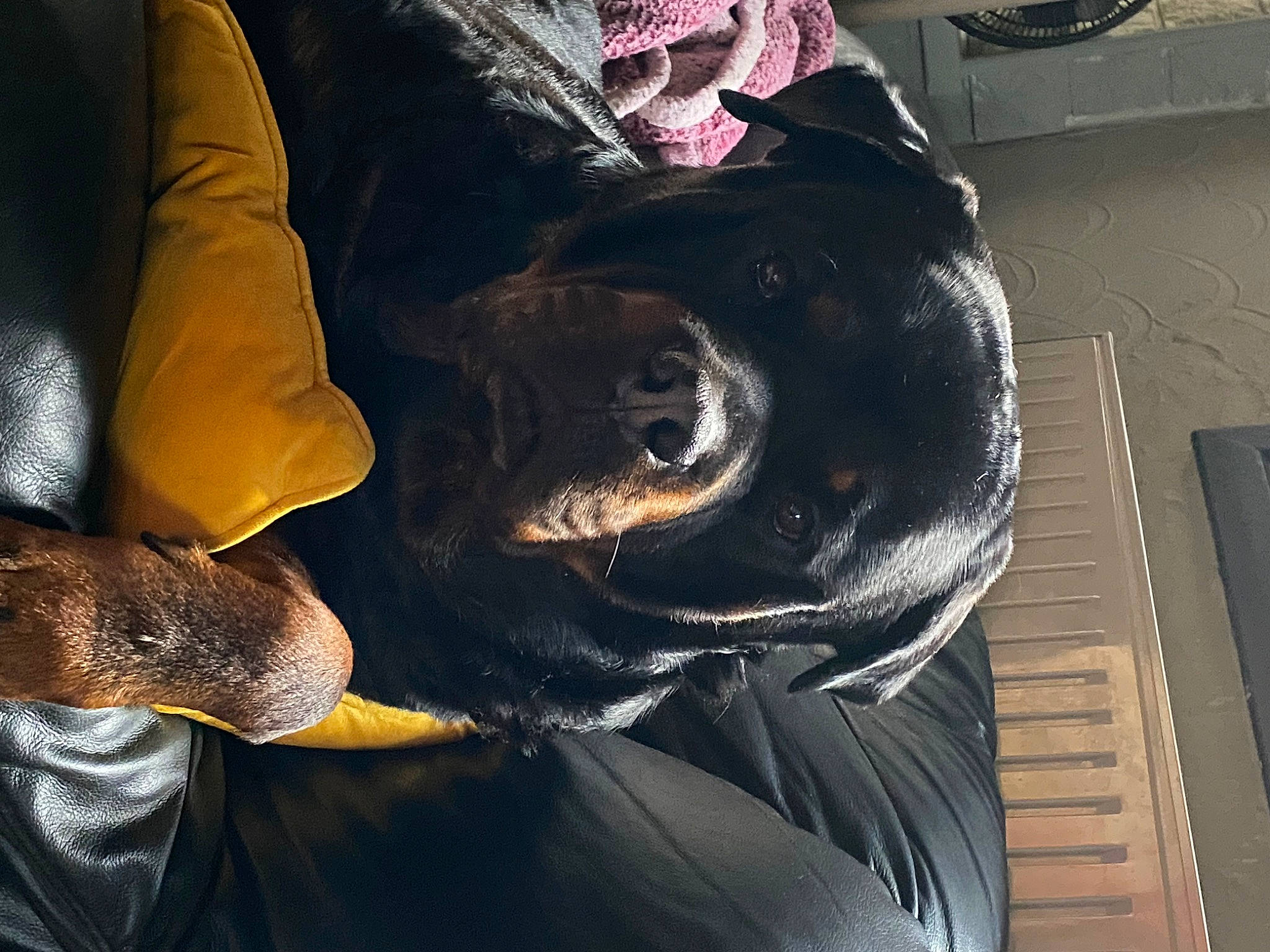 Boss a rejoint le concours — aidez-le/la à gagner de superbes lots ! auto_part, automotive_tire, black_hair, comfort, companion_dog, fashion_accessory, feather, fish, fur, fur_clothing, gesture, guard_dog, human_leg, leather, metal, personal_protective_equipment, sporting_group, tail