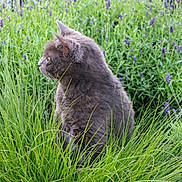 Néo a rejoint le concours — aidez-le/la à gagner de superbes lots ! animal, calm, cat, close_up, daylight, flora, fur, garden, grass, gray_cat, greenery, nature, outdoor, pet, plant, purple_flowers, quiet, serene, side_view, sitting