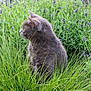 animal, calm, cat, close_up, daylight, flora, fur, garden, grass, gray_cat, greenery, nature, outdoor, pet, plant, purple_flowers, quiet, serene, side_view, sitting